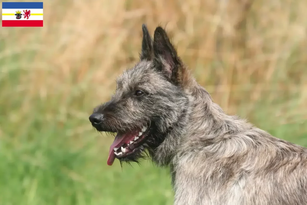 Přečtete si více ze článku Chovatelé a štěňata Bouvier des Ardennes v Meklenbursku-Předním Pomořansku