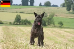 Přečtete si více ze článku Chovatelé a štěňata Bouvier des Ardennes v Porýní-Falci