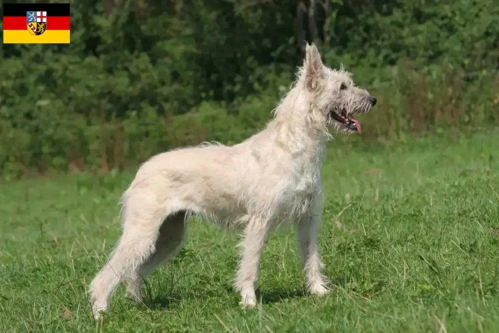 Přečtete si více ze článku Chovatelé a štěňata Bouvier des Ardennes v Sársku