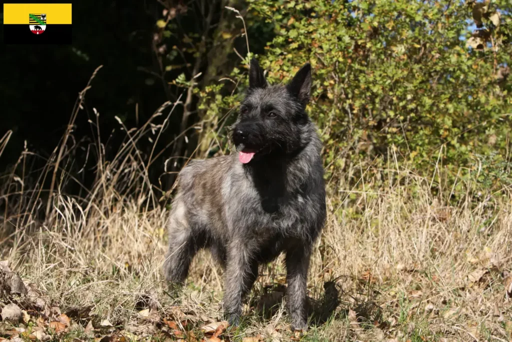 Přečtete si více ze článku Chovatelé a štěňata Bouvier des Ardennes v Sasku-Anhaltsku