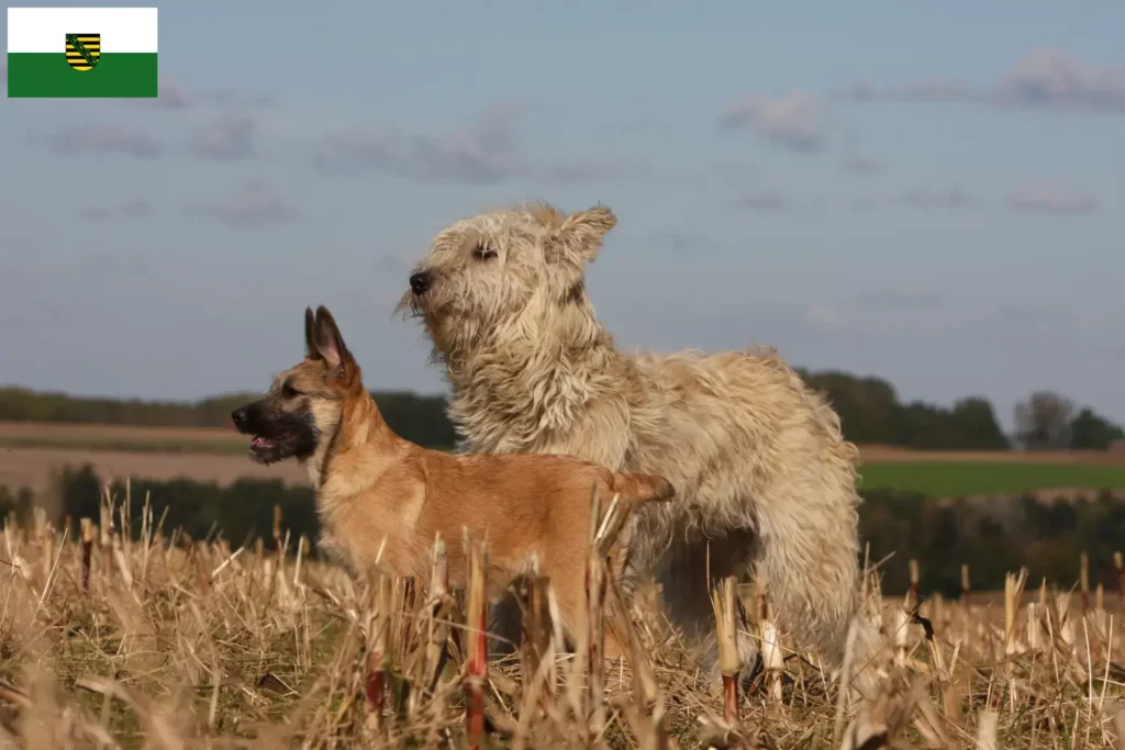 Přečtete si více ze článku Chovatelé a štěňata Bouvier des Ardennes v Sasku
