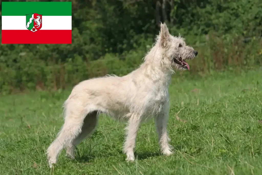 Přečtete si více ze článku Chovatelé a štěňata Bouvier des Ardennes v Severním Porýní-Vestfálsku