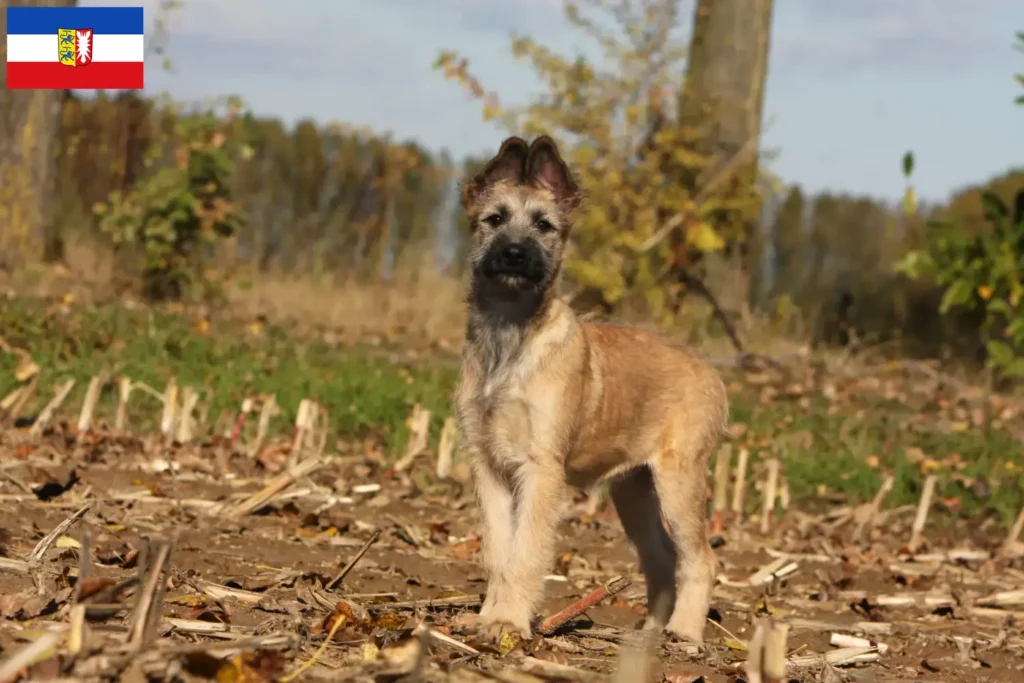Přečtete si více ze článku Chovatelé a štěňata Bouvier des Ardennes ve Šlesvicku-Holštýnsku