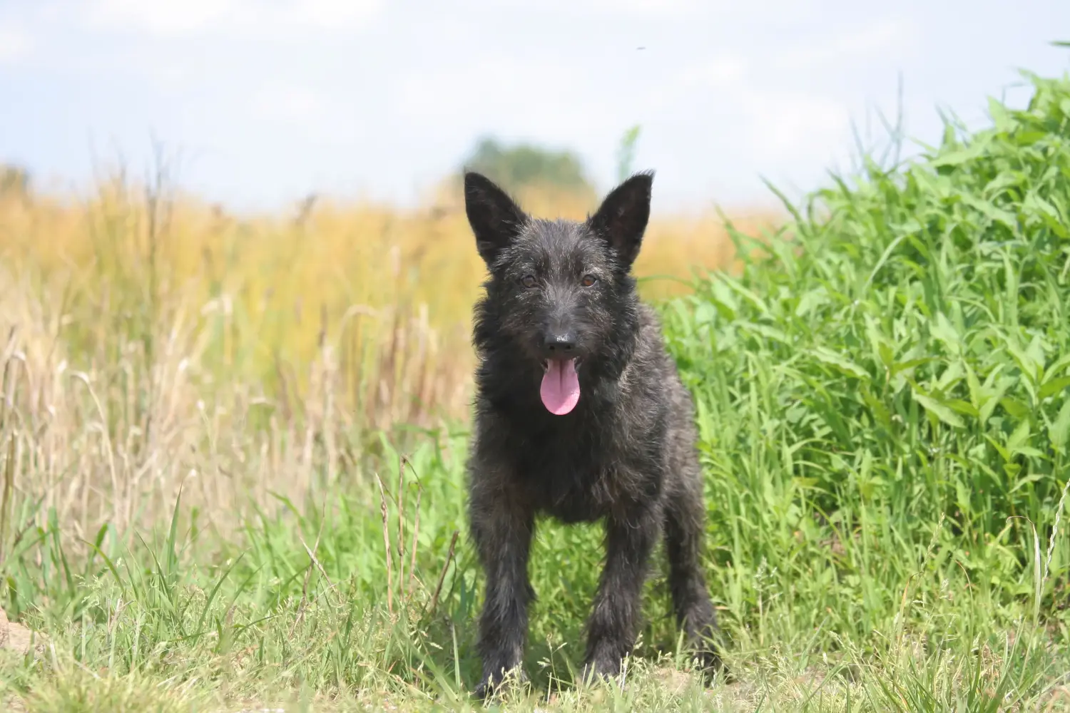 Koupit si štěně bouvier des Ardennes znamená převzít odpovědnost! Prodám štěňata Bouvier des Ardennes.