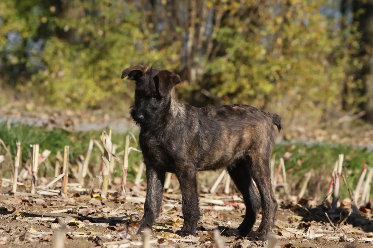 Koupit si štěně bouvier des Ardennes znamená převzít odpovědnost! Prodám štěňata Bouvier des Ardennes.