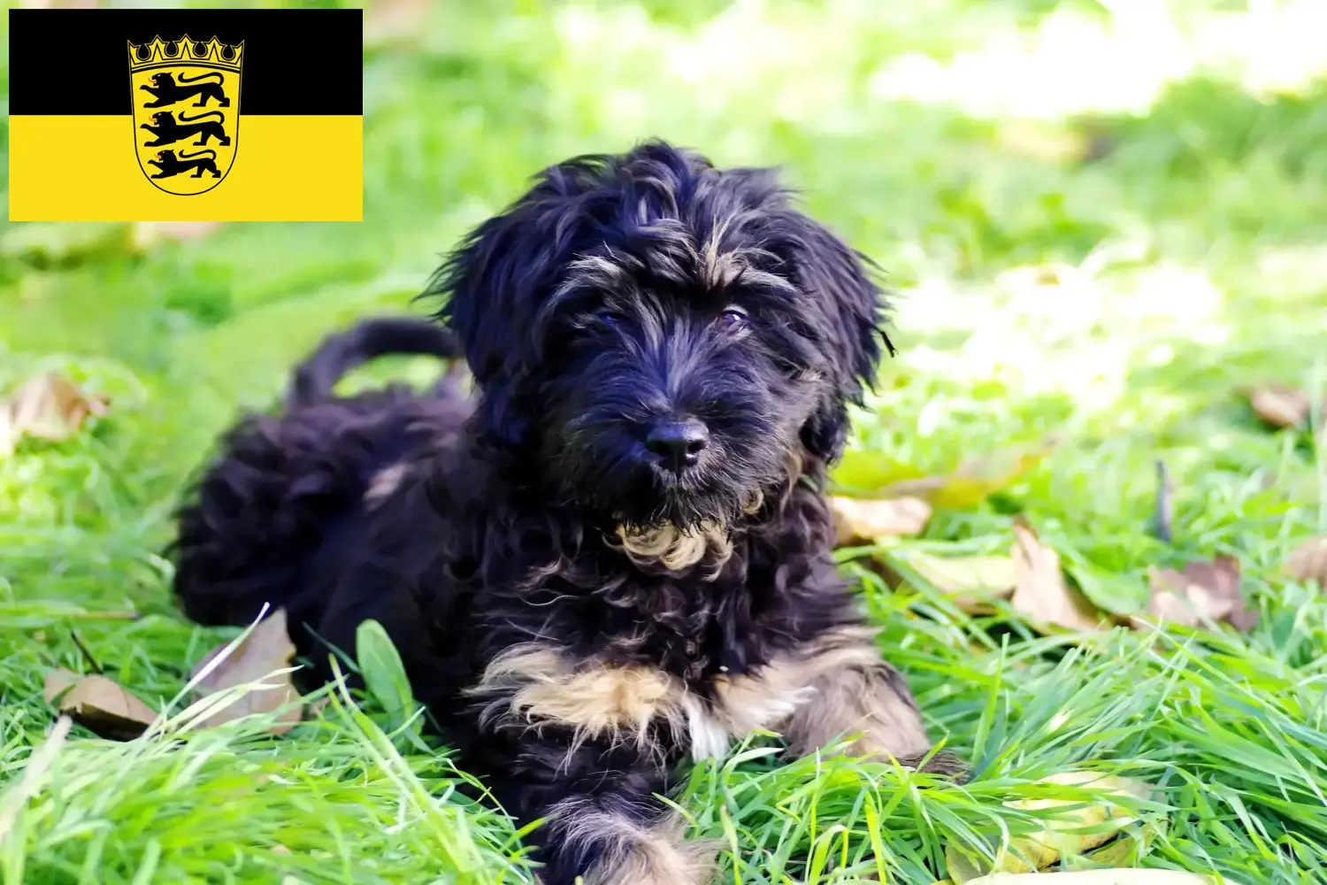 Cão da Serra de Aires štěňata a chovatelé Bádensko-Württembersko Zde najdete chovatele plemene Cão da Serra de Aires v Bádensku-Württembersku.