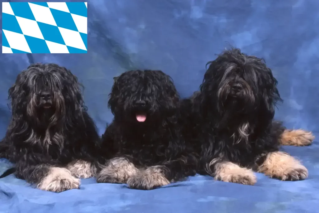 Přečtete si více ze článku Cão da Serra de Aires chovatelé a štěňata v Bavorsku