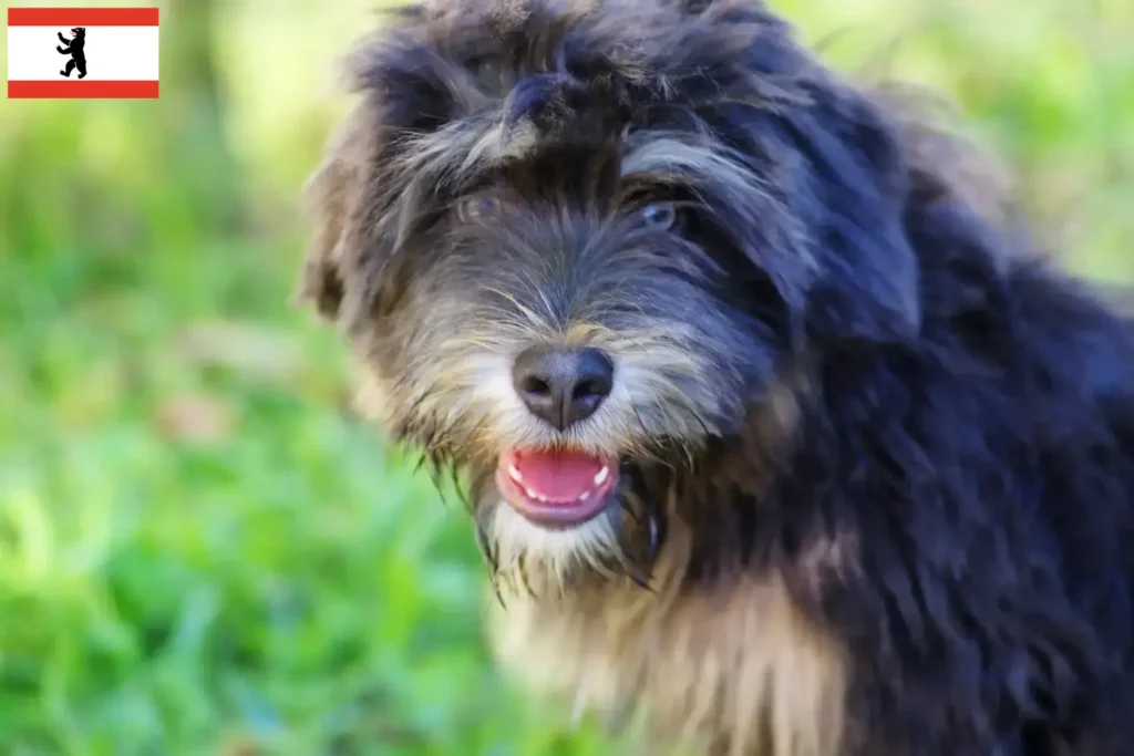 Přečtete si více ze článku Chovatelé a štěňata Cão da Serra de Aires v Berlíně