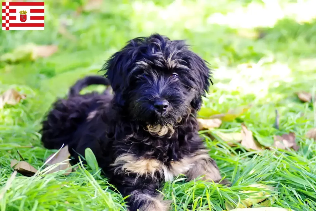 Přečtete si více ze článku Chovatelé a štěňata Cão da Serra de Aires v Brémách