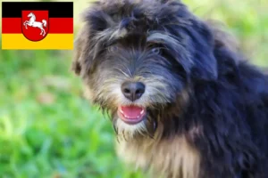 Přečtete si více ze článku Cão da Serra de Aires chovatelé a štěňata v Dolním Sasku