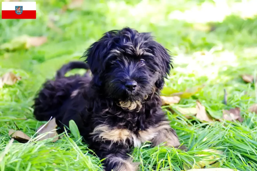 Přečtete si více ze článku Cão da Serra de Aires chovatelé a štěňata v Durynsku