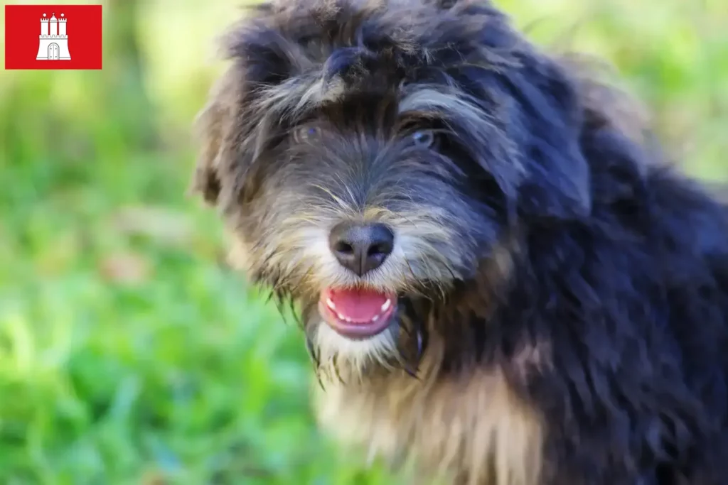 Přečtete si více ze článku Chovatelé a štěňata Cão da Serra de Aires v Hamburku