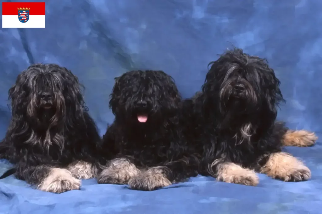 Přečtete si více ze článku Chovatelé a štěňata Cão da Serra de Aires v Hesensku