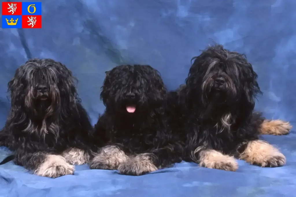 Přečtete si více ze článku Chovatelé a štěňata Cão da Serra de Aires v Hradci Králové