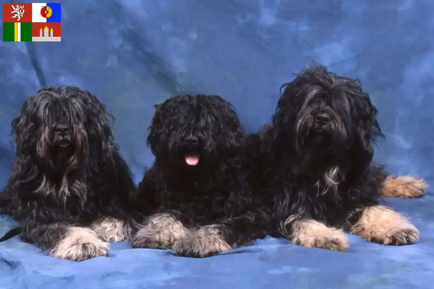 Cão da Serra de Aires štěňata a chovatelé Jižní Čechy Zde naleznete chovatele plemene Cão da Serra de Aires v Jihočeském kraji.