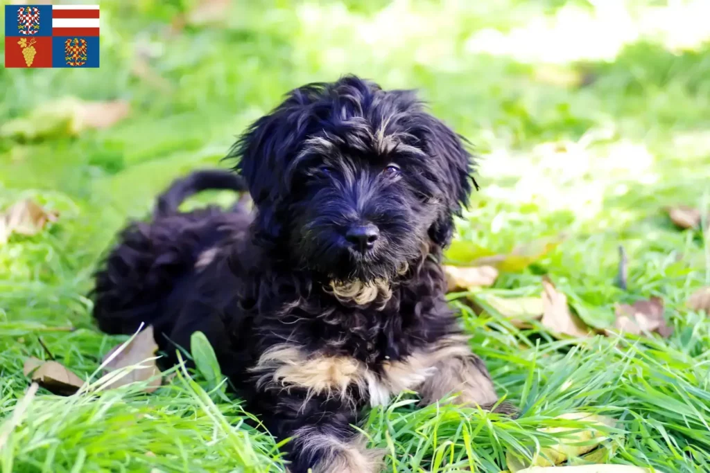 Přečtete si více ze článku Cão da Serra de Aires chovatelé a štěňata na jižní Moravě