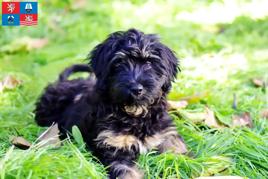 Přečtete si více ze článku Cão da Serra de Aires chovatelé a štěňata v Karlových Varech