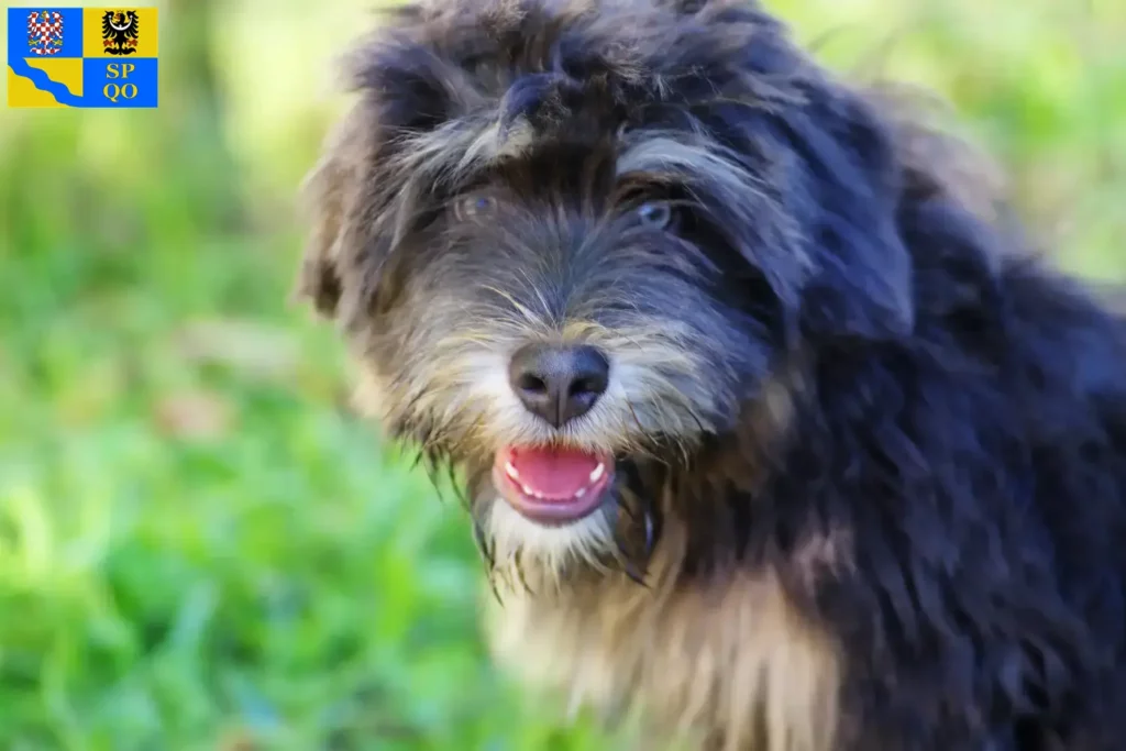Přečtete si více ze článku Cão da Serra de Aires chovatelé a štěňata v Olomouci
