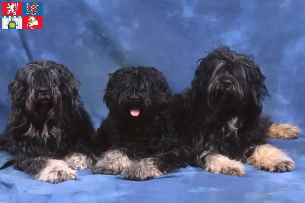 Přečtete si více ze článku Cão da Serra de Aires chovatelé a štěňata v Pardubicích