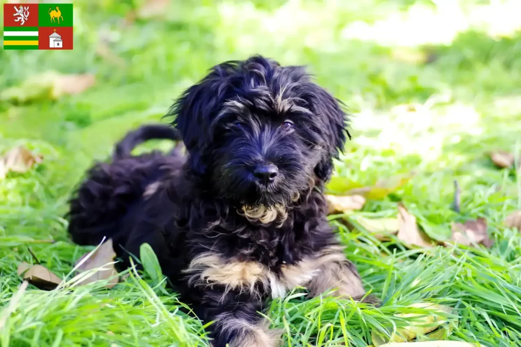 Přečtete si více ze článku Chovatelé a štěňata Cão da Serra de Aires v Plzni
