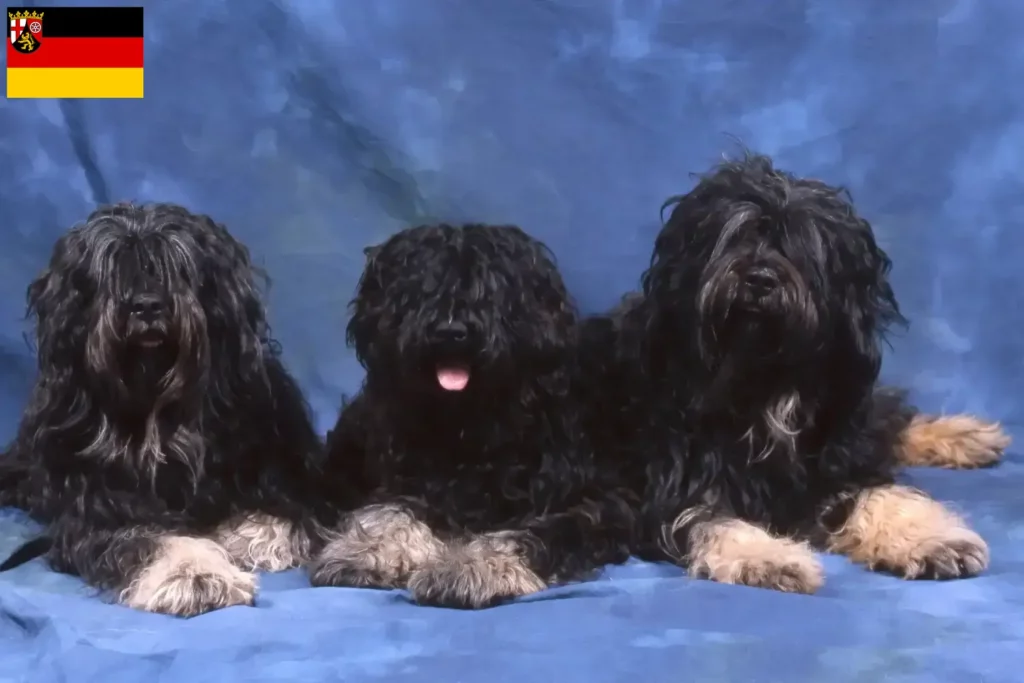 Přečtete si více ze článku Chovatelé a štěňata Cão da Serra de Aires v Porýní-Falci