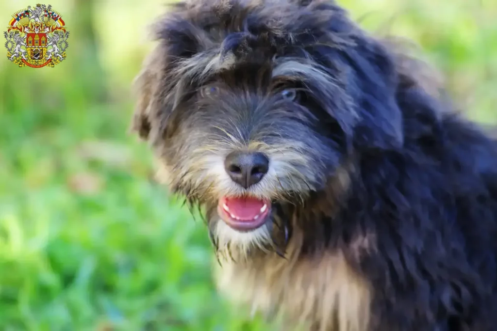 Přečtete si více ze článku Chovatelé a štěňata Cão da Serra de Aires v Praze