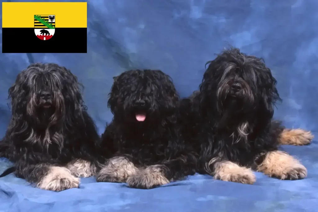 Přečtete si více ze článku Chovatelé a štěňata Cão da Serra de Aires v Sasku-Anhaltsku