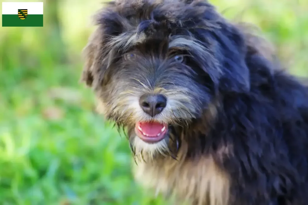 Přečtete si více ze článku Cão da Serra de Aires chovatelé a štěňata v Sasku