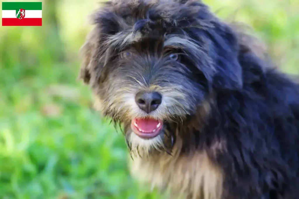 Přečtete si více ze článku Cão da Serra de Aires chovatelé a štěňata v Severním Porýní-Vestfálsku