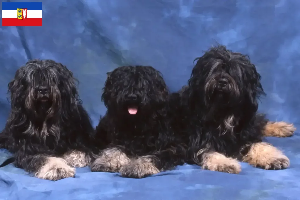 Přečtete si více ze článku Chovatelé a štěňata Cão da Serra de Aires ve Šlesvicku-Holštýnsku