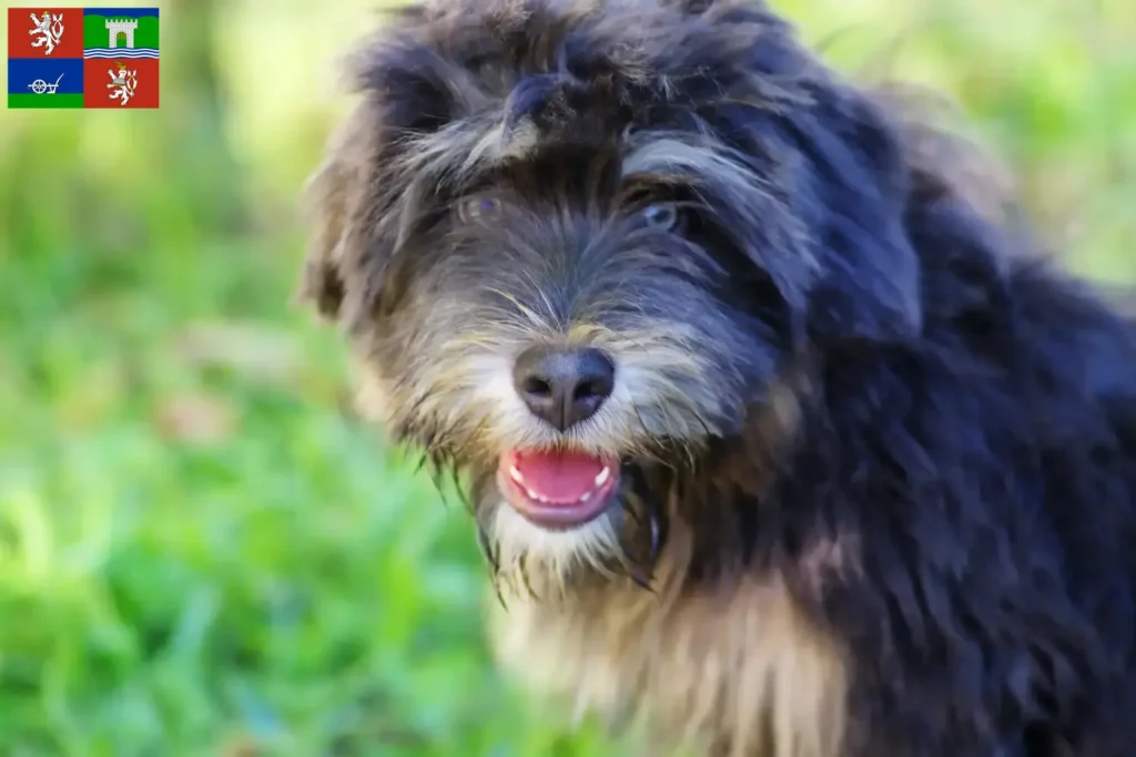 Přečtete si více ze článku Cão da Serra de Aires chovatelé a štěňata v Ústí