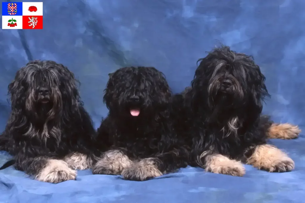 Přečtete si více ze článku Cão da Serra de Aires chovatelé a štěňata na Vysočině