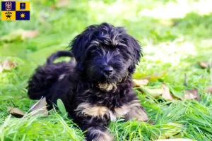 Přečtete si více ze článku Chovatelé a štěňata Cão da Serra de Aires ve Zlíně