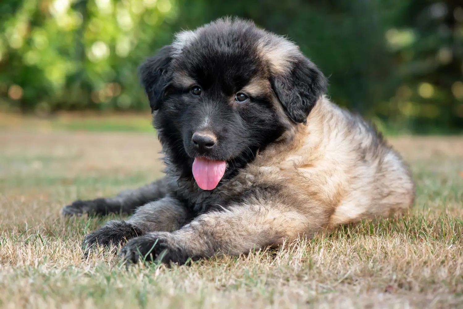 Koupit si štěně Cão da Serra de Aires znamená převzít odpovědnost! Kupte si štěňata Cão da Serra de Aires.