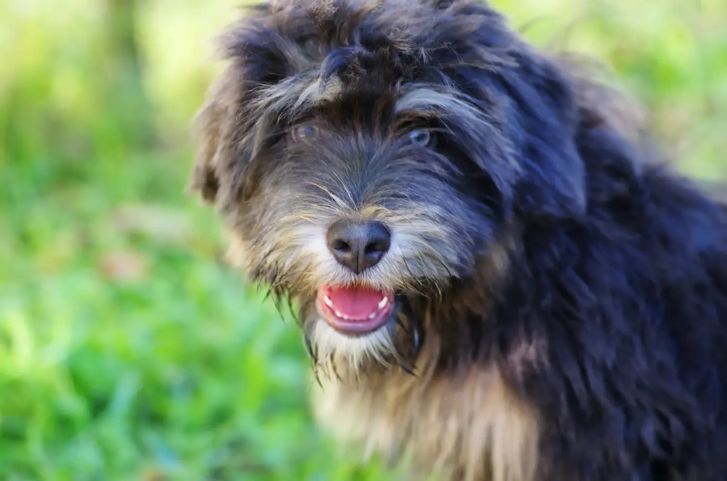 Koupit si štěně Cão da Serra de Aires znamená převzít odpovědnost! Kupte si štěňata Cão da Serra de Aires.