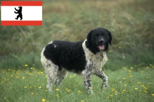 Přečtete si více ze článku Chovatel fríských vodních psů a štěňat v Berlíně