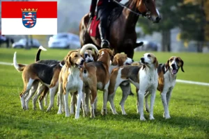 Přečtete si více ze článku Chovatelé francouzských honičů a štěňat v Hesensku
