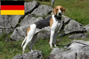 Přečtete si více ze článku Chovatelé francouzských honičů a štěňata v Německu