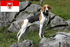 Přečtete si více ze článku Chovatelé francouzských honičů a štěňat v Brandenburgu