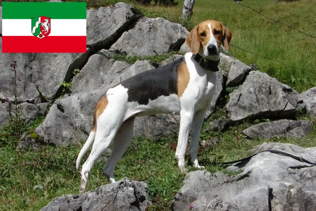 Přečtete si více ze článku Chovatelé francouzských honičů a štěňat v Severním Porýní-Vestfálsku