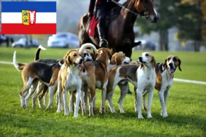 Přečtete si více ze článku Chovatelé francouzských honičů a štěňat ve Šlesvicku-Holštýnsku