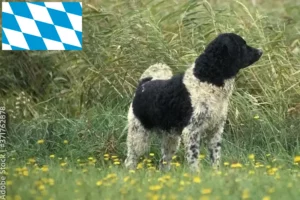 Přečtete si více ze článku Chovatelé fríských vodních psů a štěňat v Bavorsku