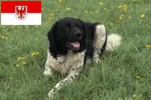 Přečtete si více ze článku Chovatel fríských vodních psů a štěňat v Braniborsku
