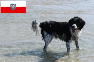 Přečtete si více ze článku Chovatelé fríských vodních psů a štěňat v Durynsku