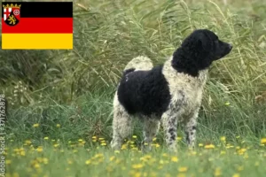 Přečtete si více ze článku Chovatelé fríských vodních psů a štěňat v Porýní-Falci