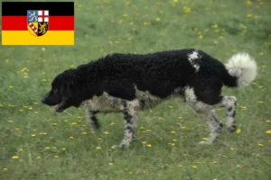 Přečtete si více ze článku Chovatelé fríských vodních psů a štěňat v Sársku