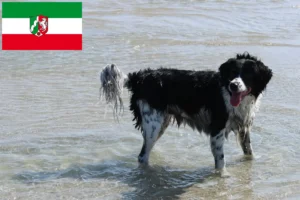 Přečtete si více ze článku Chovatelé fríských vodních psů a štěňat v Severním Porýní-Vestfálsku