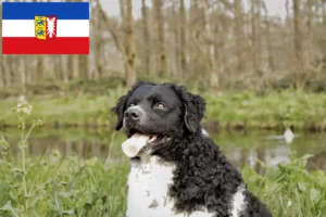 Přečtete si více ze článku Chovatelé fríských vodních psů a štěňat ve Šlesvicku-Holštýnsku