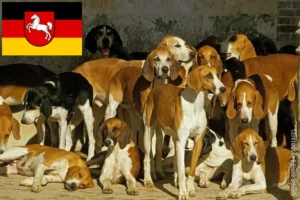 Přečtete si více ze článku Chovatelé Grand Anglo-Français a štěňata v Dolním Sasku