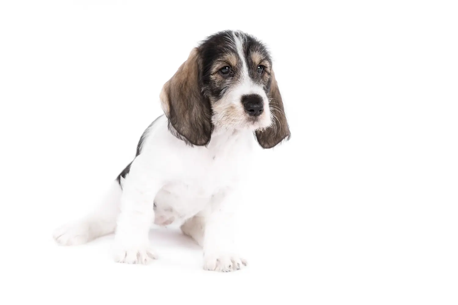Koupit si štěně Grand Basset Griffon Vendéen znamená převzít odpovědnost! Prodám štěňata Grand Basset Griffon Vendéen.
